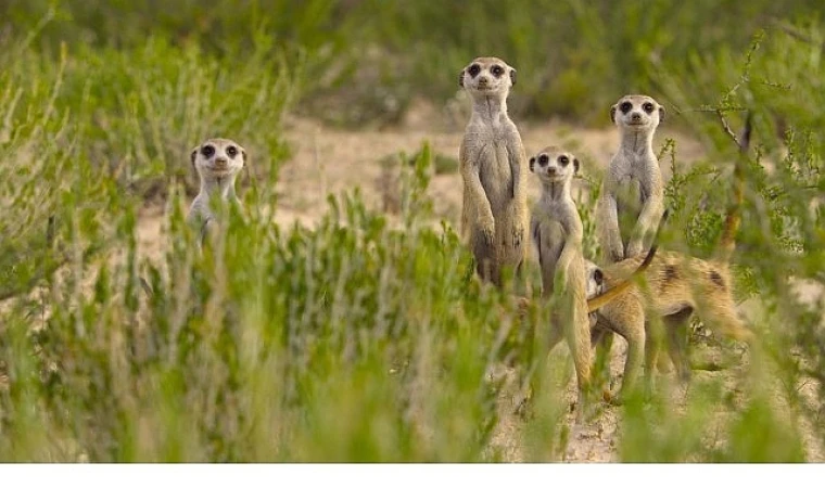 &apos;Doğanın Dahileri’, 20 Ağustos Çarşamba 20.00’de National Geographic WILD Ekranlarında!