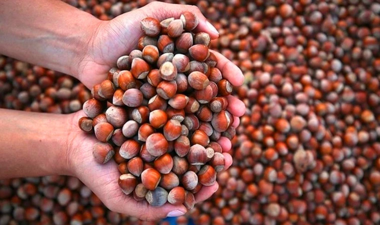 Fındık fiyatları uçuşta! 31 Ocak 2026 serbest piyasada fındık kaç TL oldu?