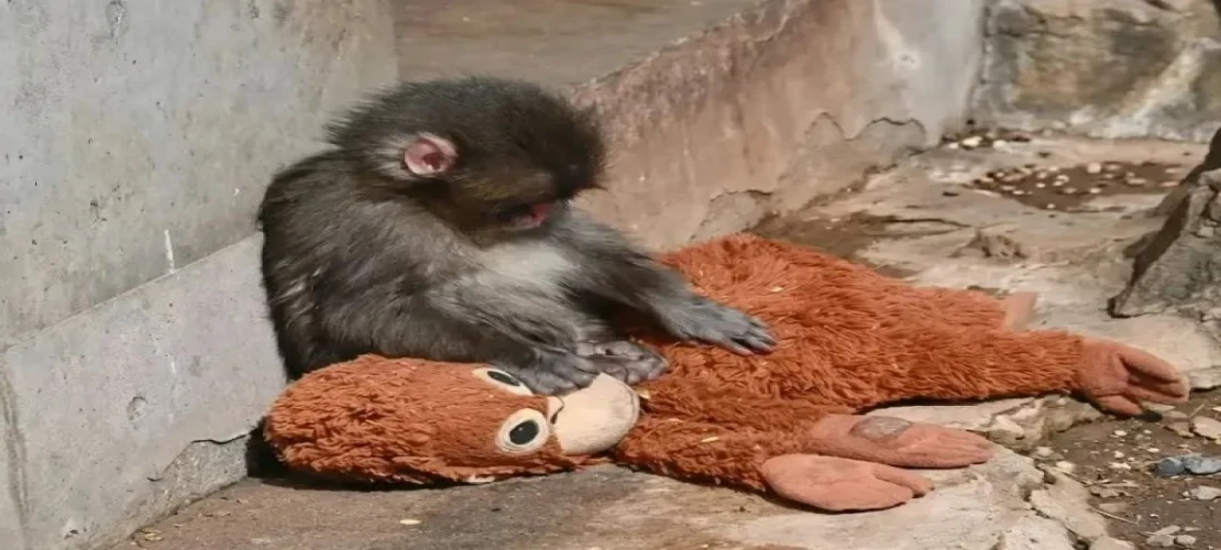 Punch’ın Gözyaşları mı, Doğanın Kanunu mu? Pelüş Oyuncağına Sığınan Minik Maymun Hakkında Resmi Açıklama Geldi!