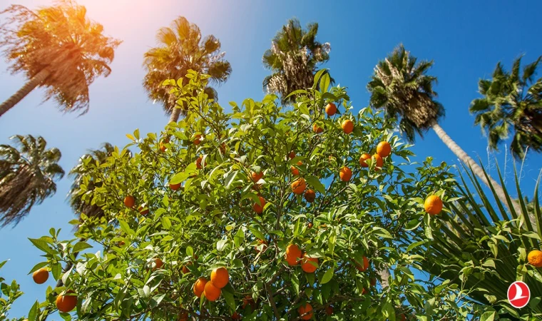 2026 Adana Portakal Çiçeği Festivali Ne Zaman, Hangi Sanatçılar Var? İşte 14. Karnavalın Programı ve Konser Takvimi!