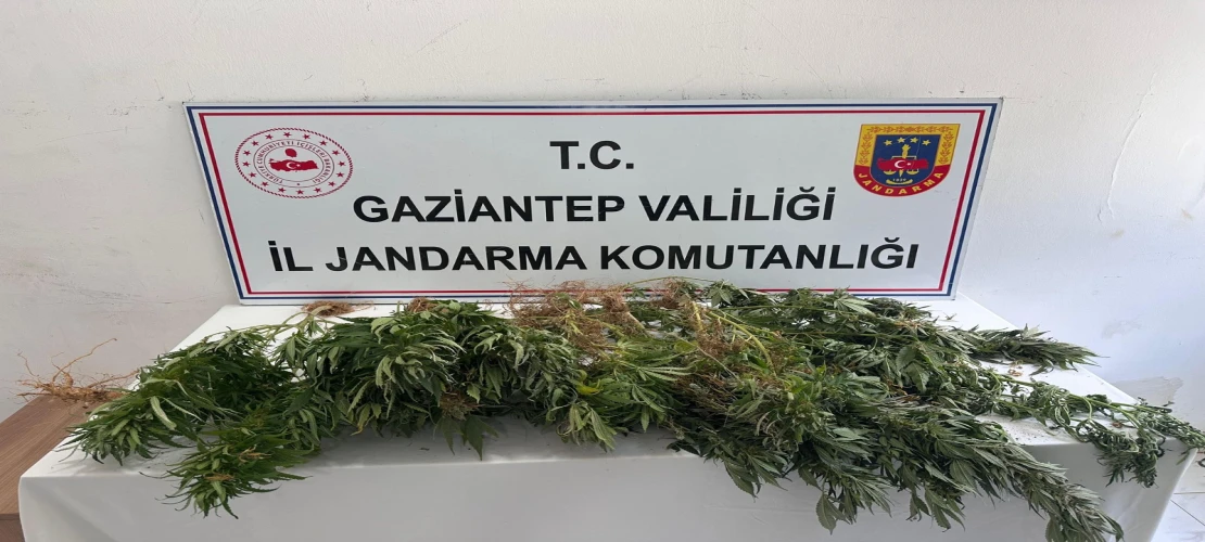 Gaziantep’te yasa dışı kenevir operasyonu: 8 şüpheli hakkında işlem başlatıldı
