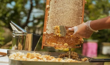 Gün aşırı 1 tatlı kaşığı bal tüketilmeli!