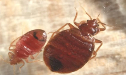 Tahtakurusuna kesin çözüm