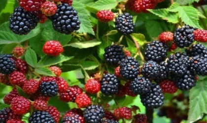 Kocaeli’den yüzde 50 hibeli meyve fidanı