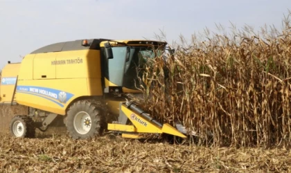 Lazerli ekilen mısırda hasat zamanı