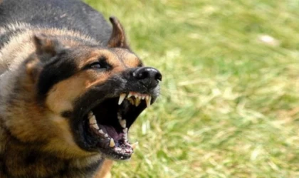 Bakanlık soruşturma başlattı