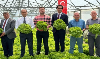 Keşan’da TOBB Proje Okulu’nda marul hasadı