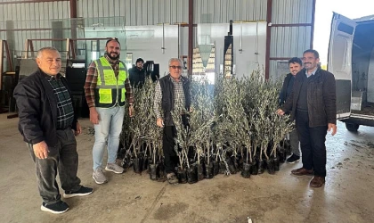 Büyükşehir’den Alanyalı üreticilere fidan desteği