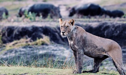 3 Bölümden Oluşan 'Katavi: Afrika’nın Yitirilmiş Cenneti’ 5 Mart Çarşamba Günü 20.00’de National Geographic WILD Ekranlarında!