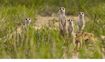 'Doğanın Dahileri’, 20 Ağustos Çarşamba 20.00’de National Geographic WILD Ekranlarında!