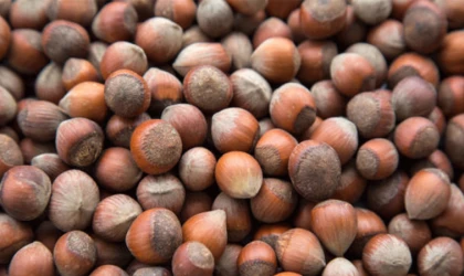 15 Ocak 2026 Perşembe Fındık Fiyatları Ne Kadar Oldu? Anlık Serbest Piyasa ve Bölge Bölge Güncel Liste