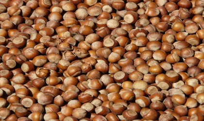 26 Ocak 2026 Fındık Fiyatları Açıklandı! Samsun, Giresun, Ordu ve Sakarya Güncel Liste