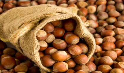 Bugün Fındık Ne Kadar? 17 Ocak 2026 Cumartesi Güncel Serbest Piyasa Fiyatları