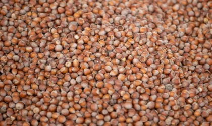 Fındık Fiyatları 22 Ocak 2026 Güncel Liste | Bugün Fındık Ne Kadar Oldu, KG Fiyatı Kaç TL?