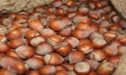 Fındık fiyatları bugün kaç TL oldu? 4 Şubat il il güncel liste açıklandı (Giresun 155 TL’yi gördü)