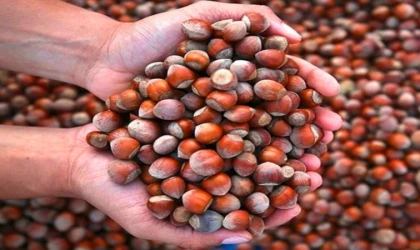Fındık Üreticisine Soğuk Duş! 26 Şubat Sakarya ve Karadeniz Fiyatları Çakıldı: "Dip" Seviyeden Çıkış Yok mu?