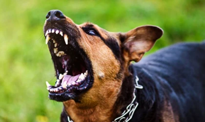 Kadıköy, Üsküdar ve Pendik Dikkat! İstanbul'da Kuduz Alarmı: O İlçelerde Yaşayanlar İçin Tehlike Çanları Çalıyor!
