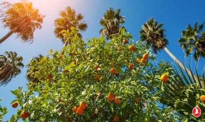 2026 Adana Portakal Çiçeği Festivali Ne Zaman, Hangi Sanatçılar Var? İşte 14. Karnavalın Programı ve Konser Takvimi!