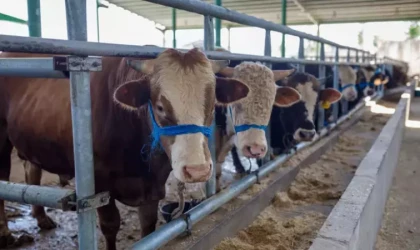 Kurbanlık Piyasası Hareketlendi! 2026 Küçükbaş ve Büyükbaş Kurban Fiyatları Ne Kadar Olacak?