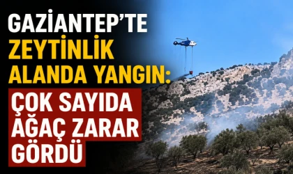 Gaziantep’te zeytinlik alanda yangın: Çok sayıda ağaç zarar gördü