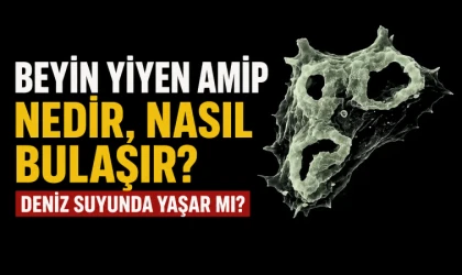 Beyin yiyen amip nedir, nasıl bulaşır? Deniz suyunda yaşar mı?